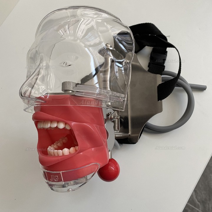 Jingle C6-3 Dental Training Practice Phantom Manikin Head